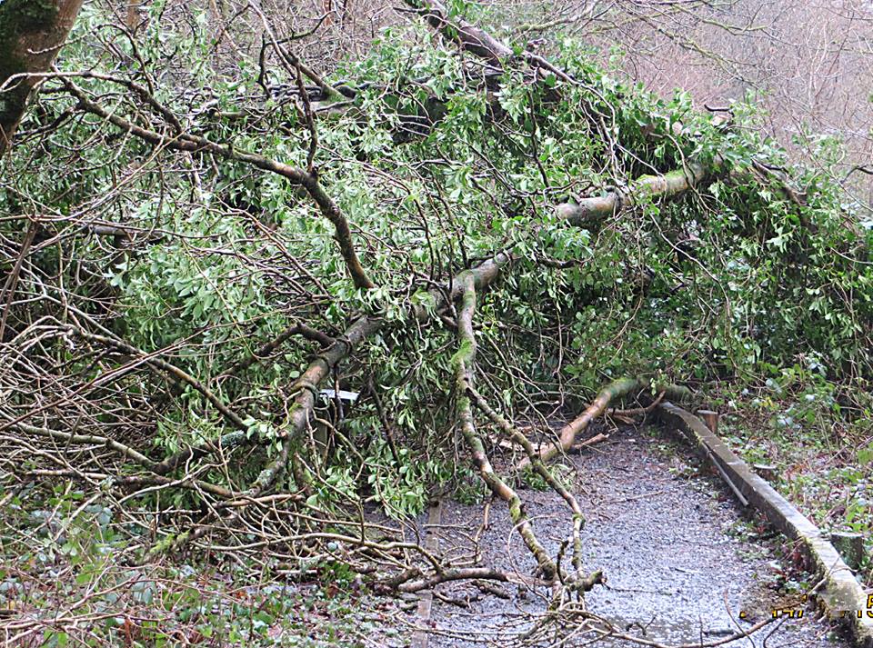 tree down stock image